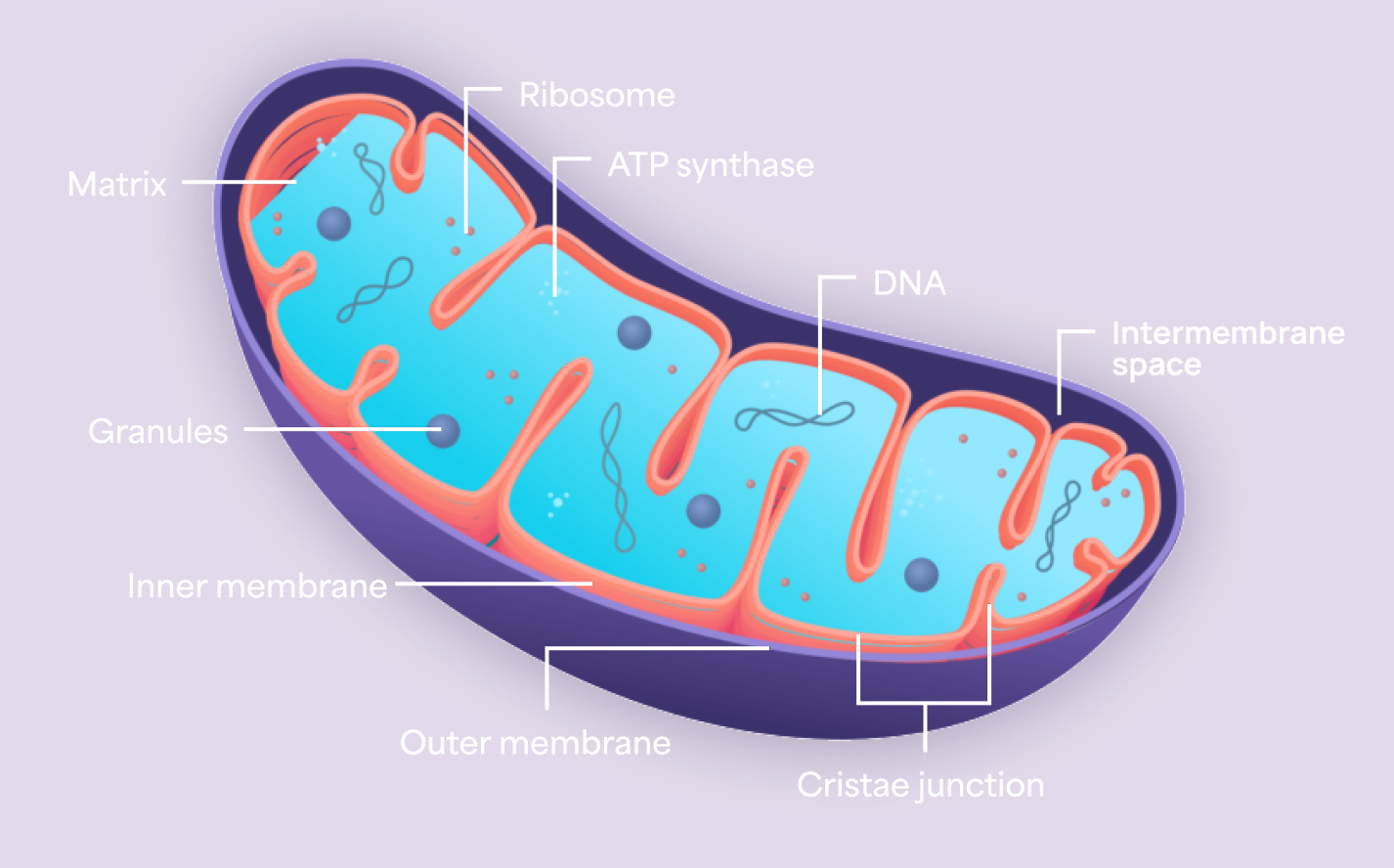 Illustration of a mitochondrion showing labeled structures including outer and inner membranes, cristae, matrix, mitochondrial DNA, ribosomes, and ATP synthase, used to explain mitochondrial genetics in LHON.