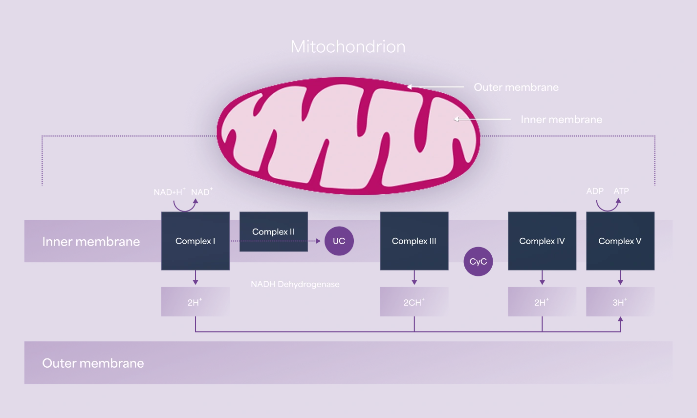 What causes LHON: diagram showing mitochondrial DNA mutations affecting respiratory Complex I and disrupting the mitochondrial respiratory chain.